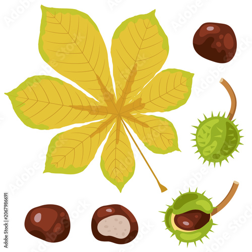 Obraz na plátne Yellow autumn horse chestnut leaf with nuts scattered around