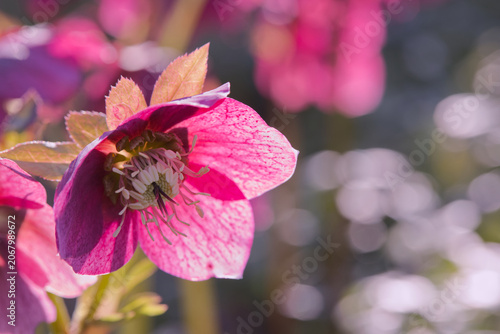 Nahaufnahme einer pinken Lenzrose im Sonnenlicht mit weichem Bokeh