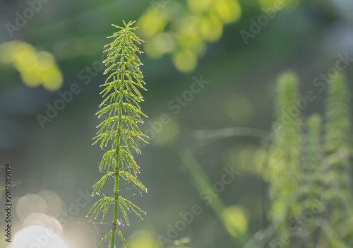 Nahaufnahme von grünem Schachtelhalm im Gegenlicht mit Wassertropfen und Bokeh