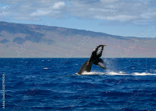 humpback whale diving.