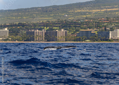 A whale tale with Lahaina, Maui, Hawaii in the background.