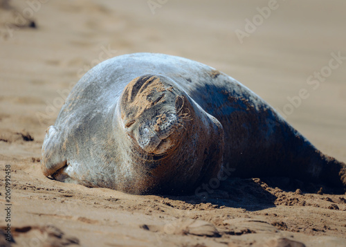 Hawaiian monk seal on the beach.