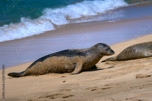 Hawaiian monk seal exiting the water on Maui, Hawaii.