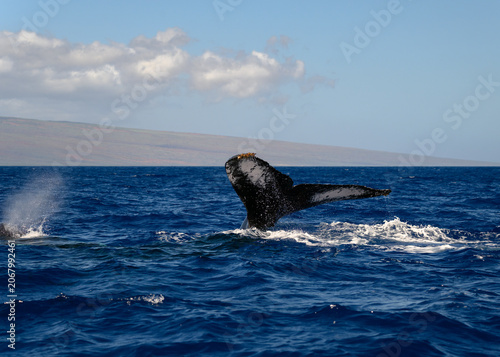 humpback whale tail