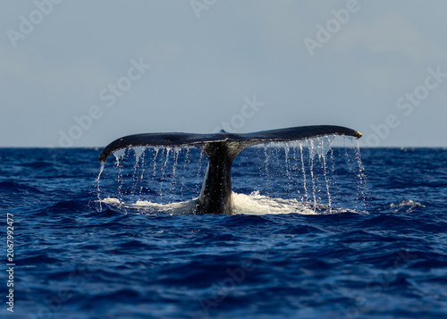 Whale diving in the pacific Ocean
