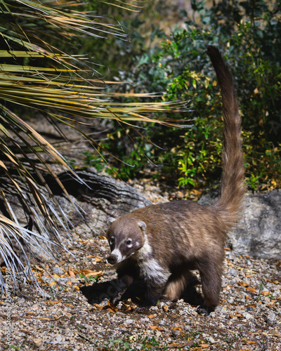 A white nosed coatimundi