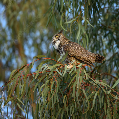 owl on branch