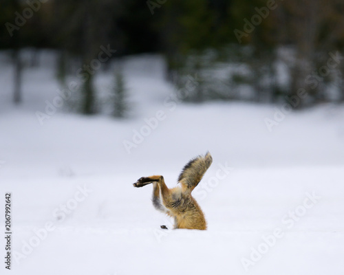 red fox headfirst in the snow, hunting voles.