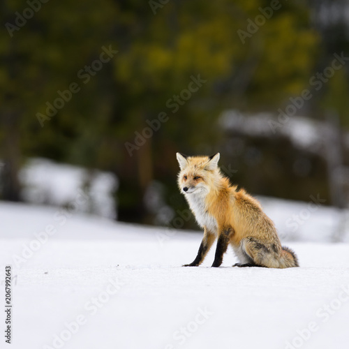 Red Fox sitting in the snow.