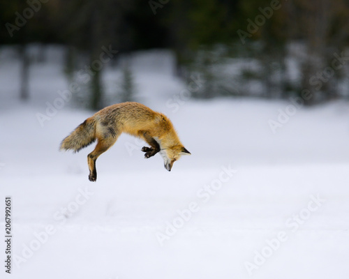 Red fox hunting in the snow