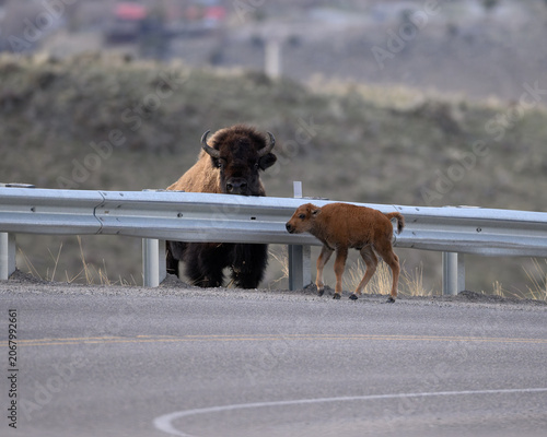 Bison calf separated from mother by guardrail in Yellowstone National Park.