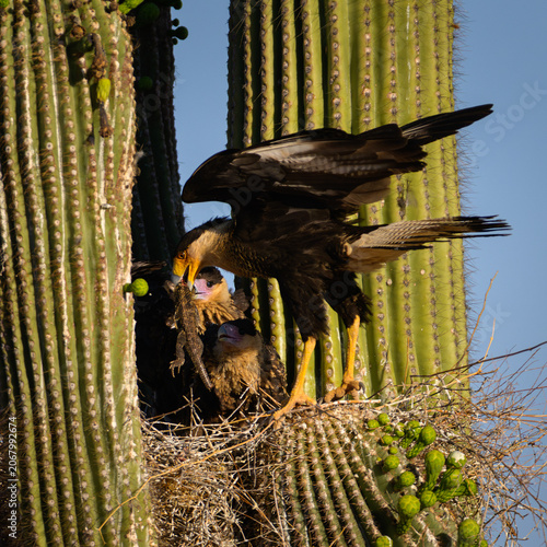 Crested caracara feeding a lizard to its chicks