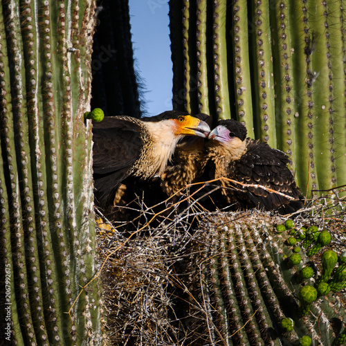 Caracara feeding a lizard to its young