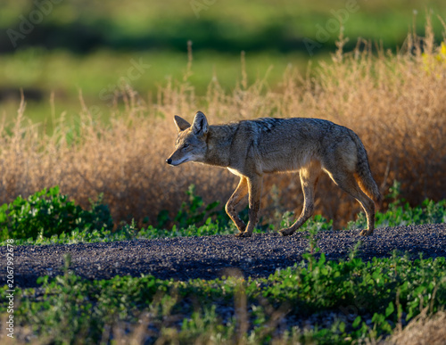 Coyote walking on a gravel path