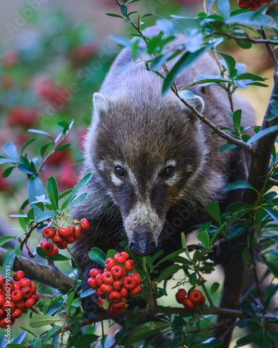 White nosed coatimundi in a tree