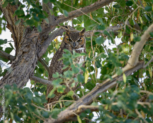 Great horned owl in a tree