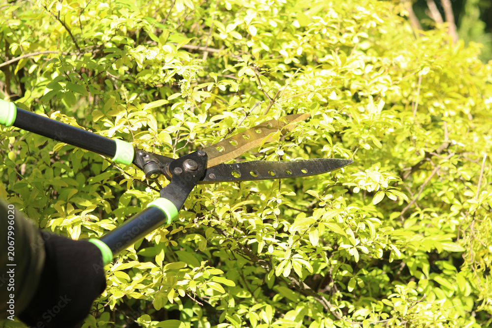 Obraz premium Garden shears during pruning of a green bush. A gardener in gloves cuts deciduous bushes with garden shears. Close-up of the process of garden care. Large manual garden shears with metal blades