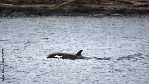 Killer Whale (Orcinus Orca) At A Shore
