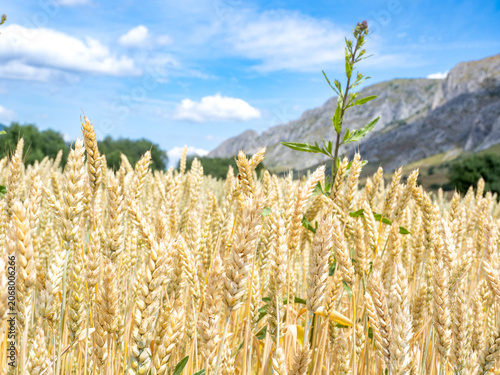 Closeup of ears of wheat in Romania