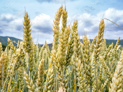 Closeup of ears of wheat in Romania