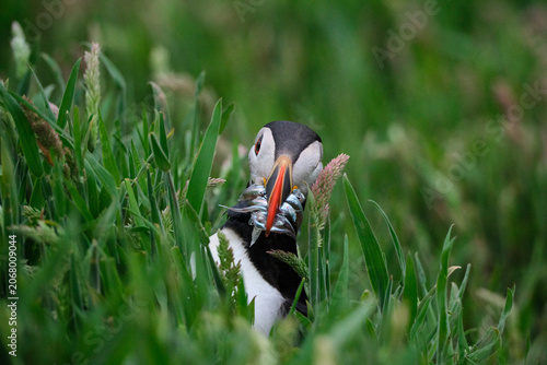 Εκτύπωση καμβά Puffin catches eels