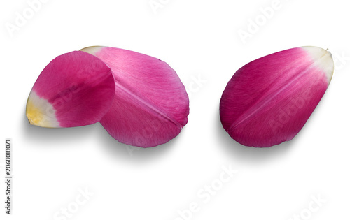 Isolated pink flower petals macro shot on white background with botanical isolated romantic close-up background springtime flowerpetal