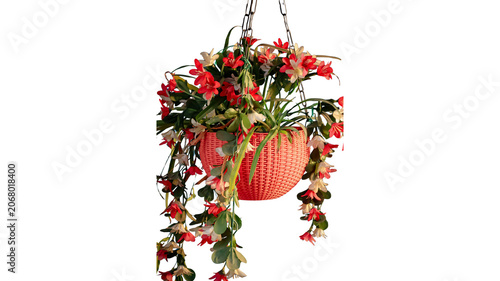 Hanging basket with red flowers and lush green foliage on white background blooming botanical ornamental decoration houseplant gardening