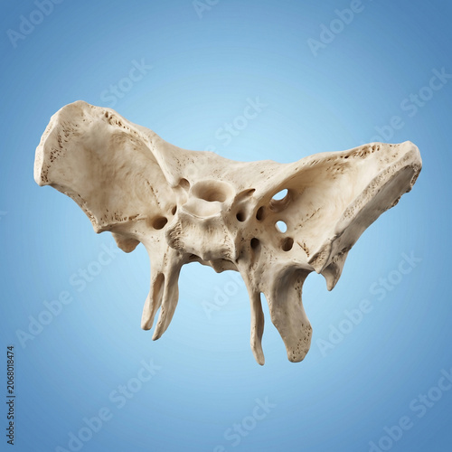 Detailed anatomical render of a human ethmoid bone isolated against a smooth gradient light blue background showcasing the intricate porous structure and delicate bony plates of the cranial skull base