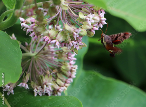 Fotografie Vibrant horizontal composition featuring a hummingbird hawk moth hovering mid-pollination on common milkweed in Marshall Michigan