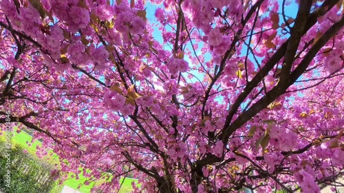 Beautiful Pink Sakura Blossoms Against the Sun and Blue Sky, Wide Angle Spring Nature Background

