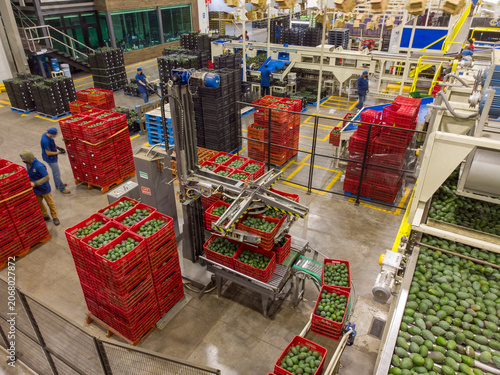 Tapety artystyczne avocado packing house from Uruapan 1