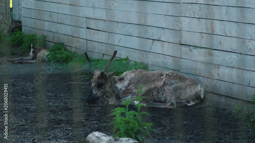 Reindeer lie on the ground in the shade of a wooden fence during molting. Animals are resting in a zoo or farm enclosure on a summer day