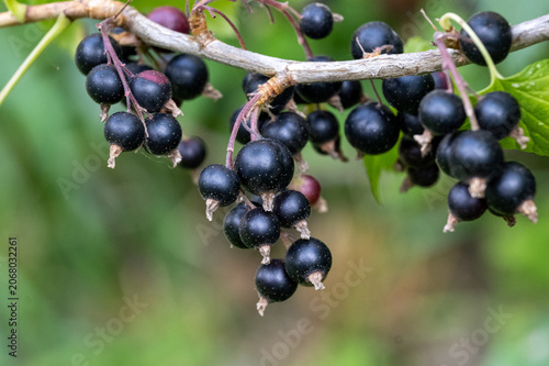 blackcurrant berries ripening on a twig of a currant bush