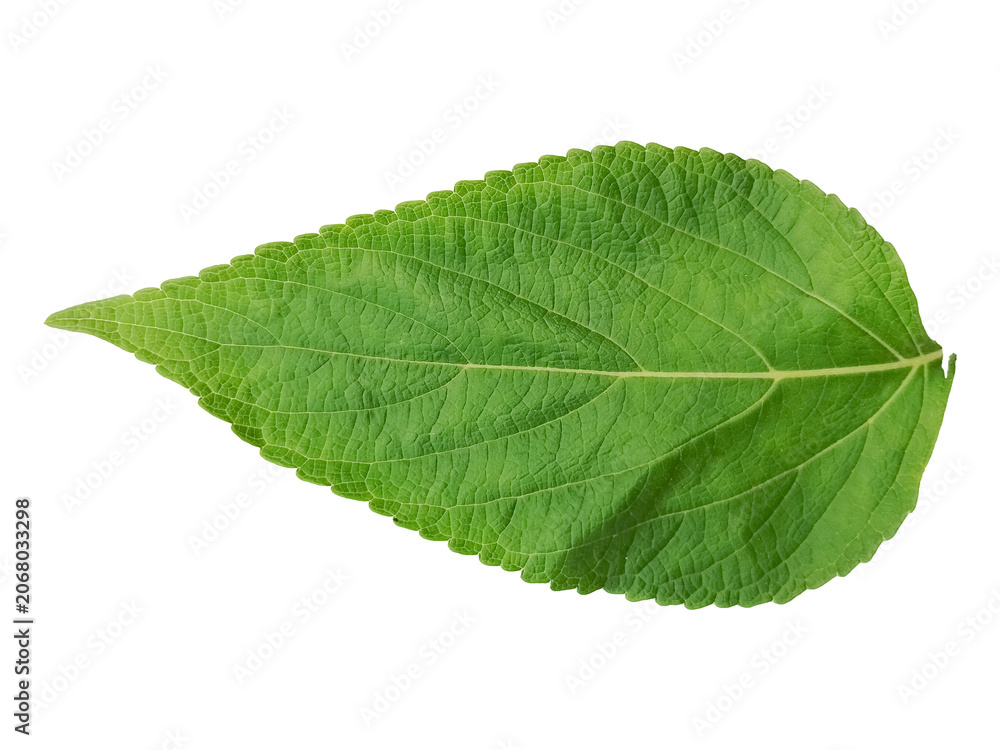 Fototapeta premium Single fresh green leaf isolated on transparent background