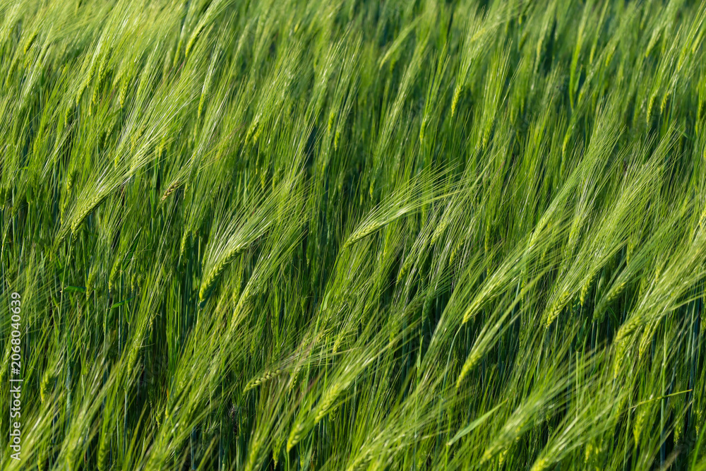 Fototapeta premium Textured top view of a dense green field of young barley or wheat swaying in the wind. Bright lush spikelets create a beautiful natural pattern under the sun rays. Perfect background for agricultural