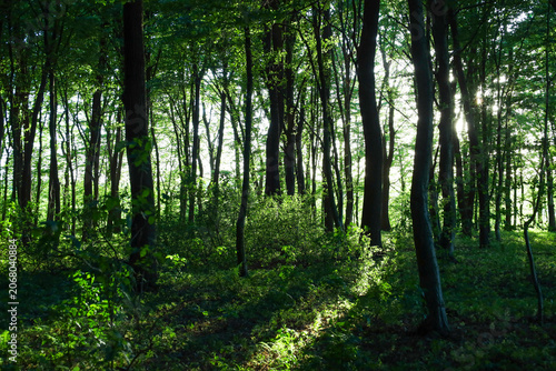Fotografie Dense green trees form a mysterious forest landscape, through which the morning sunlight gently breaks