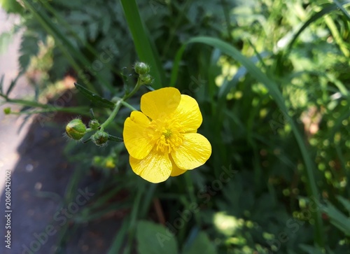 Obraz na plátně Yellow flowers of Ranunculus repens or the creeping buttercup, in the garden