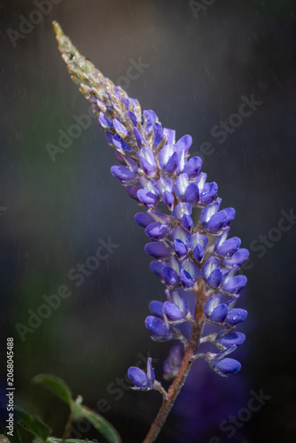 Fotografie Purple lupine flowers bloom in soft focus against blurred green grass