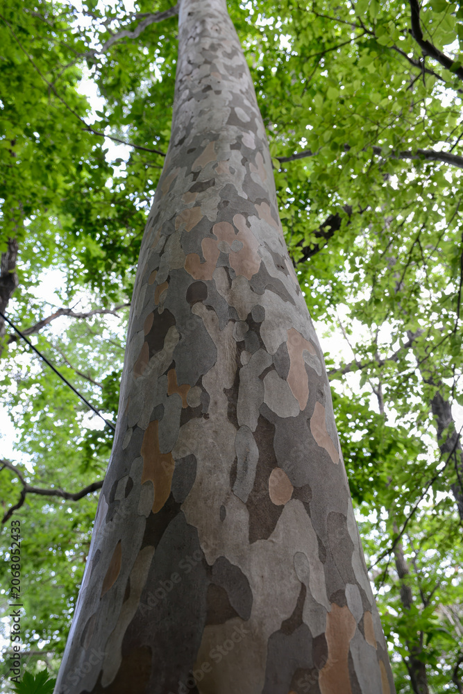 Fototapeta premium Stewartia koreana is a deciduous broadleaved tree in Korea known for its smooth mottled bark and white summer camellia like flowers. This botanical specimen is valued for landscaping and high quality