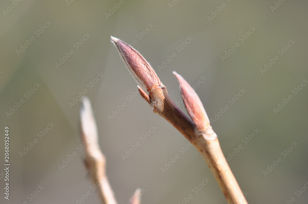 Fototapeta premium Stewartia koreana is a deciduous broadleaved tree in Korea known for its smooth mottled bark and white summer camellia like flowers. This botanical specimen is valued for landscaping and high quality 