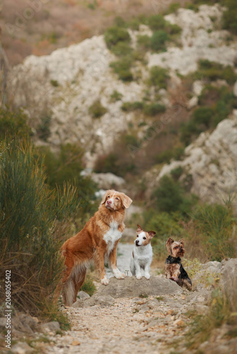 Photography Nova Scotia Duck Tolling Retriever Jack Russell Terrier and Yorkshire Terrier pose together in a mountain canyon environment