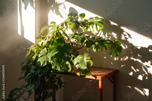 Monstera Deliciosa Plant Resting on a Wooden Side Table Bathed in Warm Afternoon Sunlight with Soft Decorative Shadows