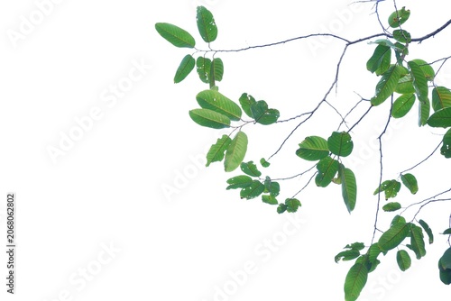 A tropical tree with leaves branches on white isolated background for green foliage backdrop 