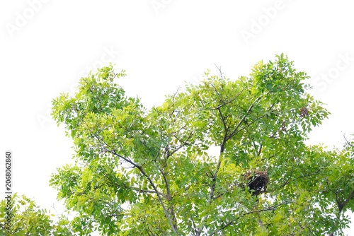 A tropical tree with leaves branches on white isolated background for green foliage backdrop 