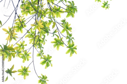 A tropical tree with leaves branches on white isolated background for green foliage backdrop 