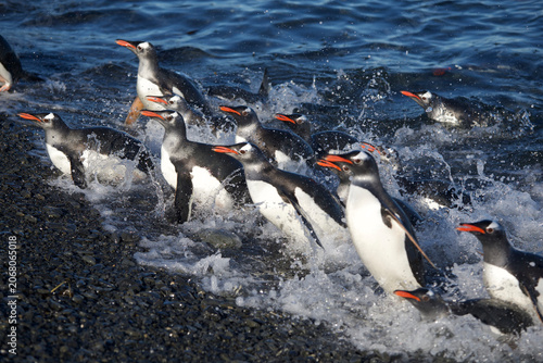 Photography Gentoo penguins coming ashore after a trip into the ocean looking for food