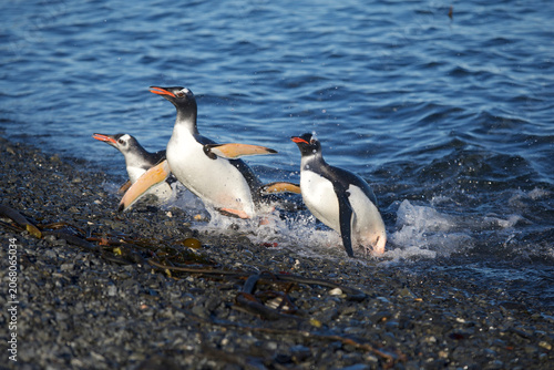 Obraz na plátně Gentoo penguins coming ashore after a trip into the ocean looking for food