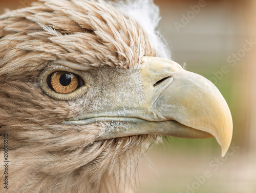 The white-tailed eagle, Haliaeetus albicilla, Close-up of a bird's head.
