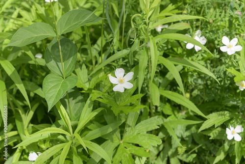 wild flower and green foliage