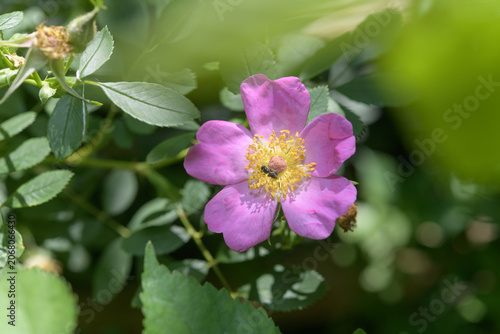 wild pink rose with bug